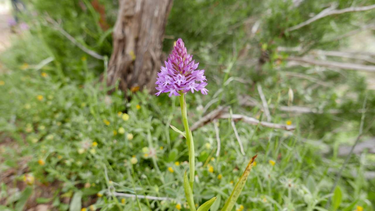 Springtime in the Akamas National Park