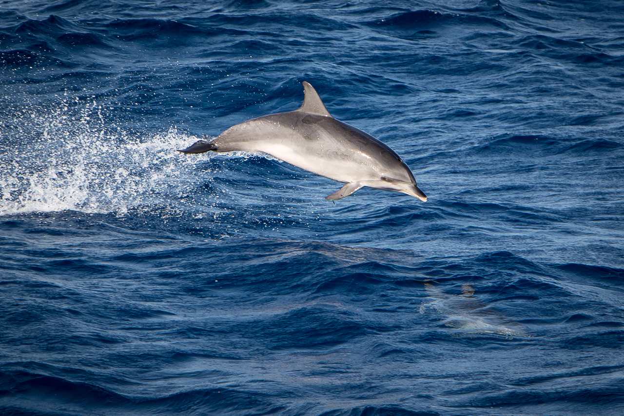 Whale Watching